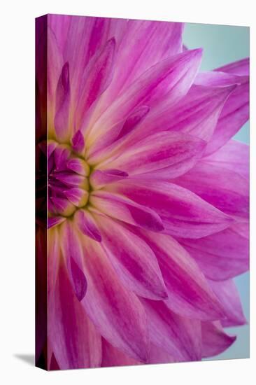 Pink Dahlia II-Kathy Mahan-Stretched Canvas