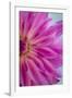 Pink Dahlia II-Kathy Mahan-Framed Premium Photographic Print