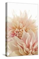 Pink Dahlia II-Karyn Millet-Stretched Canvas