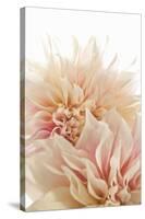 Pink Dahlia II-Karyn Millet-Stretched Canvas