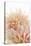 Pink Dahlia II-Karyn Millet-Stretched Canvas