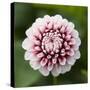 Pink Dahlia Tip Toe-Clive Nichols-Stretched Canvas