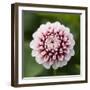 Pink Dahlia Tip Toe-Clive Nichols-Framed Photographic Print