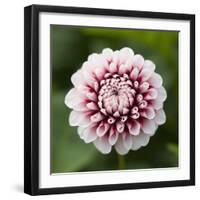 Pink Dahlia Tip Toe-Clive Nichols-Framed Photographic Print