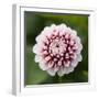 Pink Dahlia Tip Toe-Clive Nichols-Framed Photographic Print