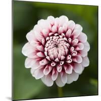 Pink Dahlia Tip Toe-Clive Nichols-Mounted Photographic Print
