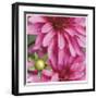 Pink Dahlia-Stacy Bass-Framed Giclee Print