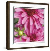 Pink Dahlia-Stacy Bass-Framed Giclee Print