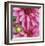 Pink Dahlia-Stacy Bass-Framed Giclee Print