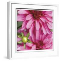 Pink Dahlia-Stacy Bass-Framed Giclee Print