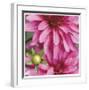 Pink Dahlia-Stacy Bass-Framed Giclee Print