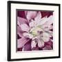 Pink Dahlia-Beth Winslow-Framed Art Print
