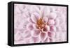 Pink Dahlia-Cora Niele-Framed Stretched Canvas