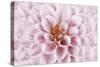 Pink Dahlia-Cora Niele-Stretched Canvas