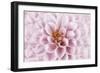 Pink Dahlia-Cora Niele-Framed Photographic Print