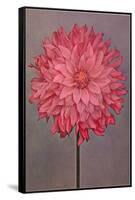 Pink Dahlia-null-Framed Stretched Canvas