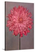 Pink Dahlia-null-Stretched Canvas