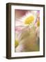 Pink Daisy-Karin Connolly-Framed Art Print