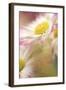 Pink Daisy-Karin Connolly-Framed Art Print