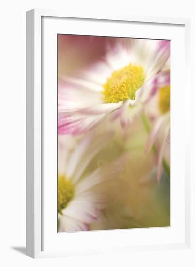 Pink Daisy-Karin Connolly-Framed Art Print