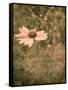 Pink Daisy-Tim Kahane-Framed Stretched Canvas