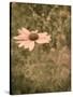 Pink Daisy-Tim Kahane-Stretched Canvas