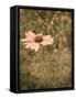 Pink Daisy-Tim Kahane-Framed Stretched Canvas