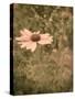 Pink Daisy-Tim Kahane-Stretched Canvas