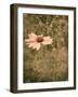 Pink Daisy-Tim Kahane-Framed Photographic Print