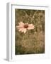 Pink Daisy-Tim Kahane-Framed Photographic Print