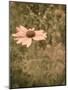 Pink Daisy-Tim Kahane-Mounted Photographic Print