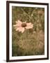 Pink Daisy-Tim Kahane-Framed Photographic Print