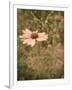 Pink Daisy-Tim Kahane-Framed Photographic Print