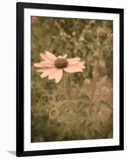 Pink Daisy-Tim Kahane-Framed Photographic Print