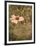 Pink Daisy-Tim Kahane-Framed Photographic Print