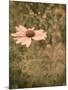 Pink Daisy-Tim Kahane-Mounted Photographic Print