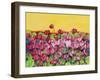 Pink Daisy-Mary Russel-Framed Giclee Print