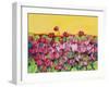 Pink Daisy-Mary Russel-Framed Giclee Print