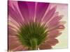 Pink Daisy-Mindy Sommers-Stretched Canvas