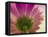 Pink Daisy-Mindy Sommers-Framed Stretched Canvas