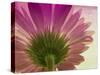 Pink Daisy-Mindy Sommers-Stretched Canvas