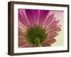 Pink Daisy-Mindy Sommers-Framed Giclee Print