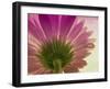 Pink Daisy-Mindy Sommers-Framed Giclee Print