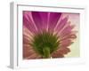 Pink Daisy-Mindy Sommers-Framed Giclee Print