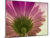 Pink Daisy-Mindy Sommers-Mounted Giclee Print