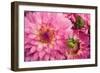 Pink Dalhia II-Maureen Love-Framed Photographic Print