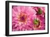 Pink Dalhia II-Maureen Love-Framed Photographic Print