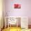 Pink Dalhia III-Maureen Love-Stretched Canvas displayed on a wall