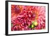 Pink Dalhia III-Maureen Love-Framed Photographic Print