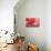 Pink Dalhia III-Maureen Love-Photographic Print displayed on a wall